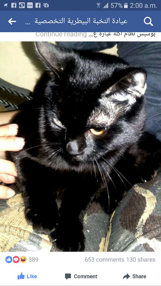 عيادة النخبة البيطرية التخصصية Elnokhba Veterinary Clinic Photos Facebook