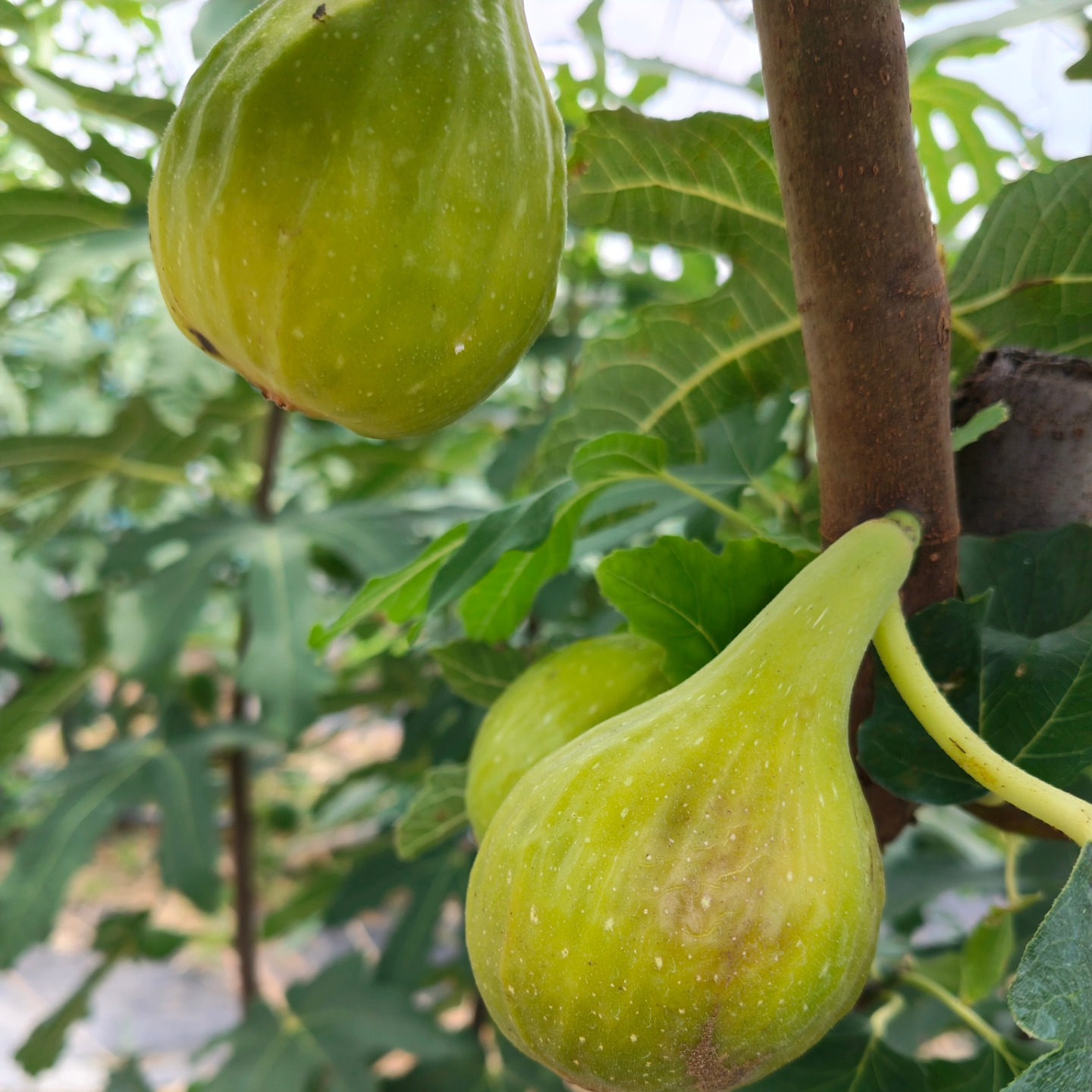 露地いちじく 】⁡ ⁡今朝見つけた、白いちじく(バナーネ)⁡ ⁡収穫するん