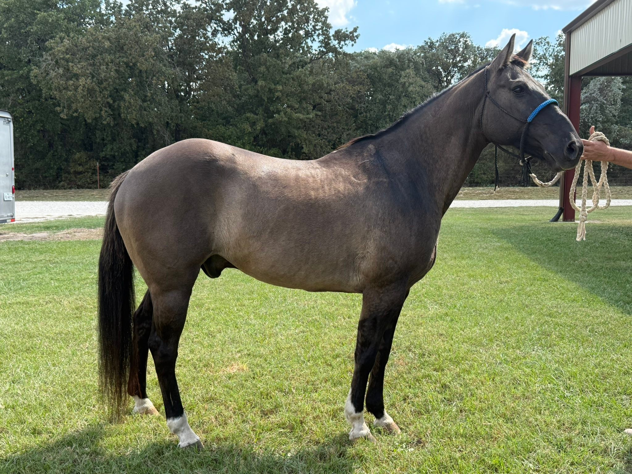 Twisted M Performance Horses | Stephenville TX