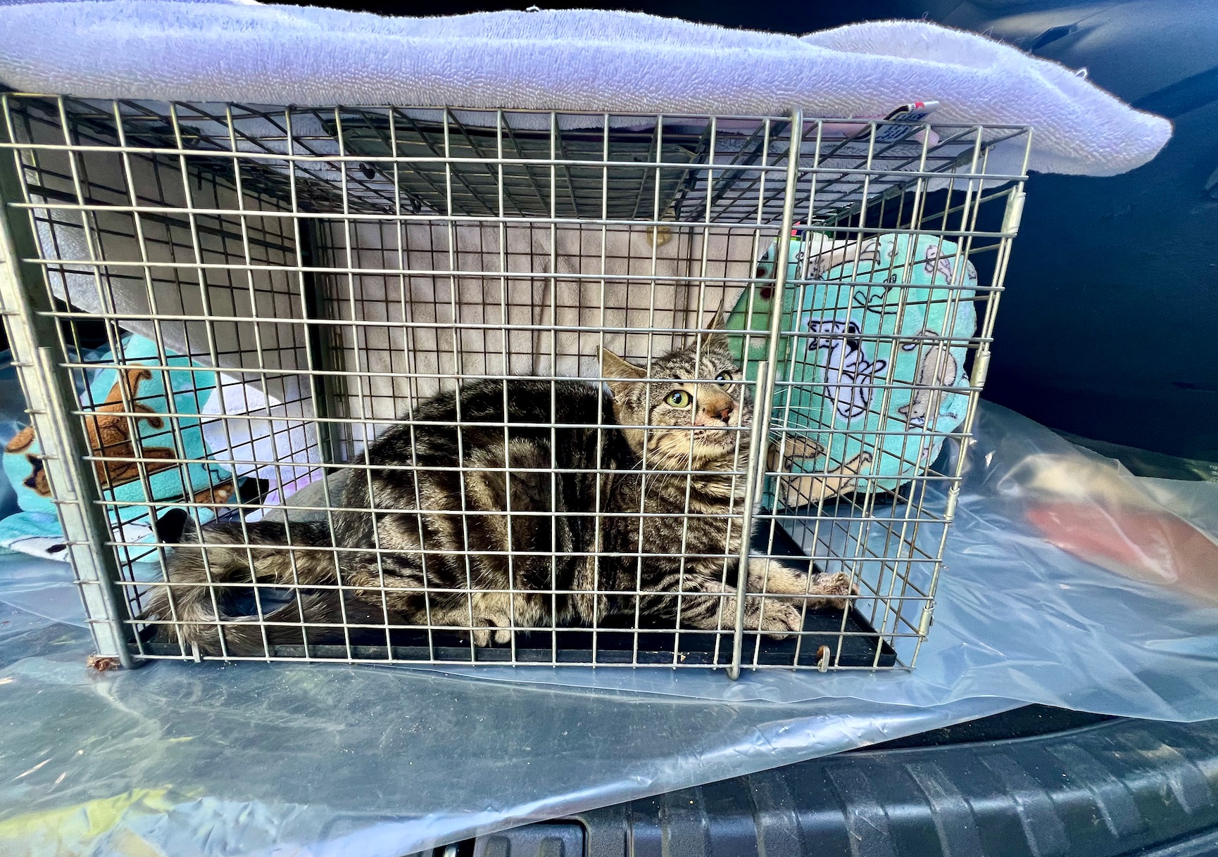 Cat Crew Rescue - Cat Crew Rescue added a new photo.