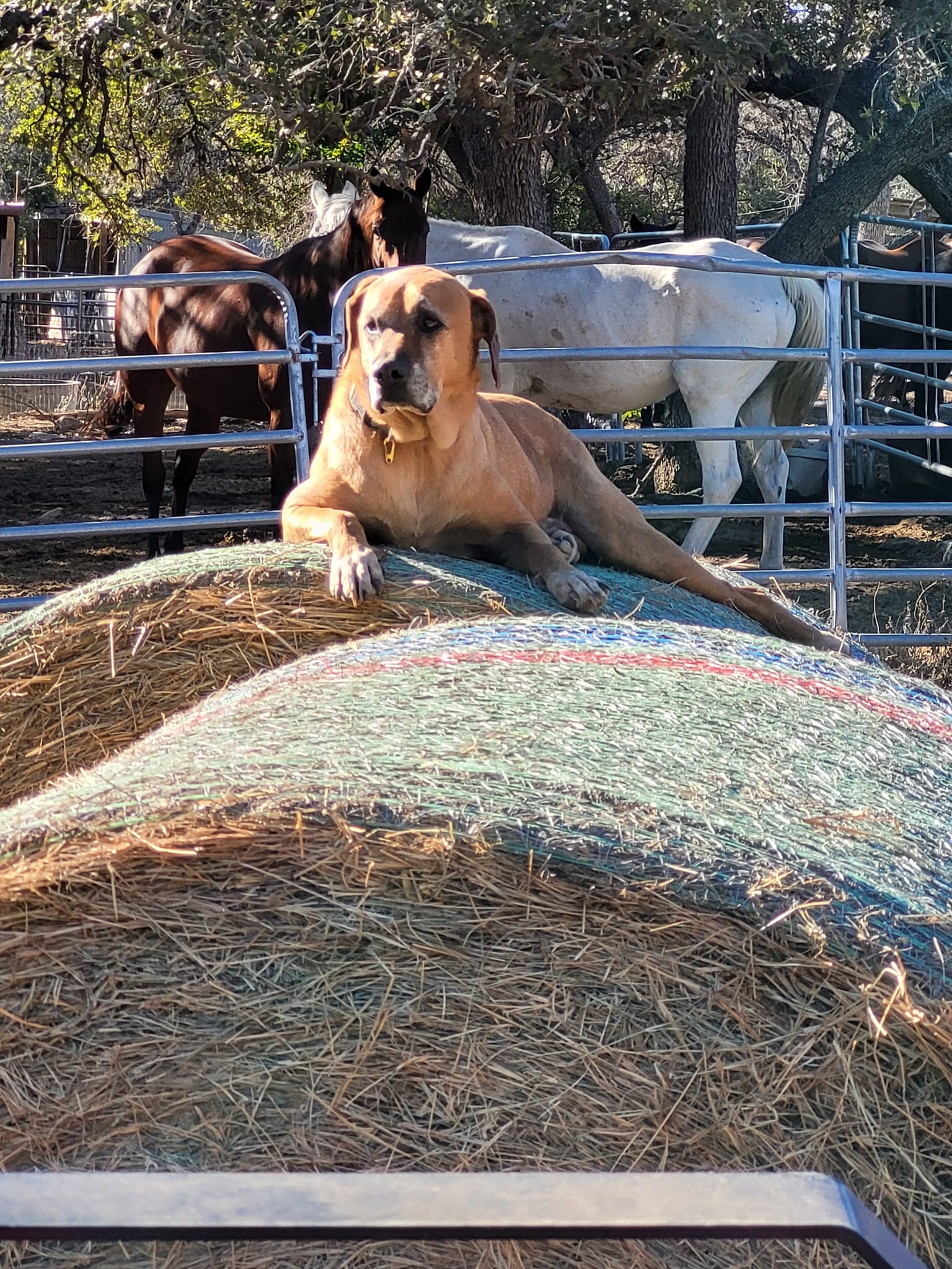 Colt breaking season is among us ☺️☺️ Wickedly Demanding's first ...