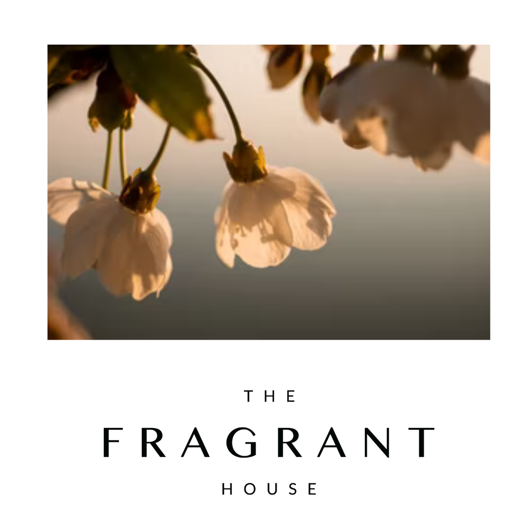 The Fragrant - Ever wondered what neroli is and what it smells like? In ...