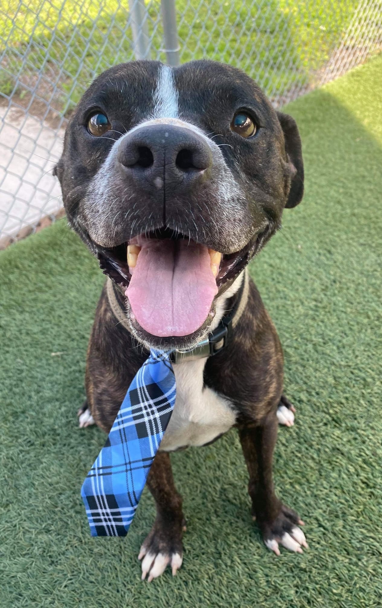 🐾 Asher has left the shelter and is safe with Ruff World Animal Rescue ...