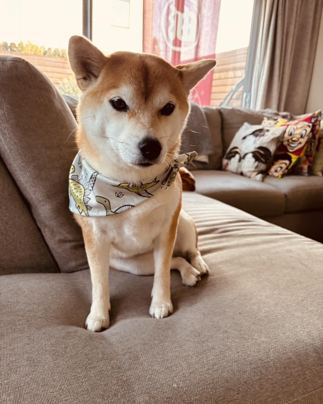 Good morning everyone! We have decided to go with the Dino scarf