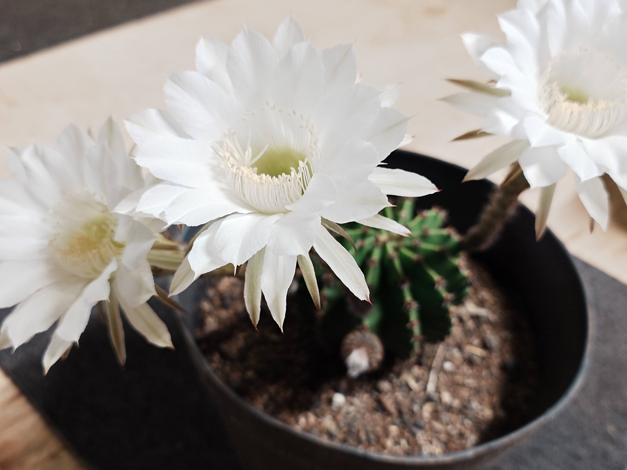 サボテンの花、1度に3個咲いたのは初でした…