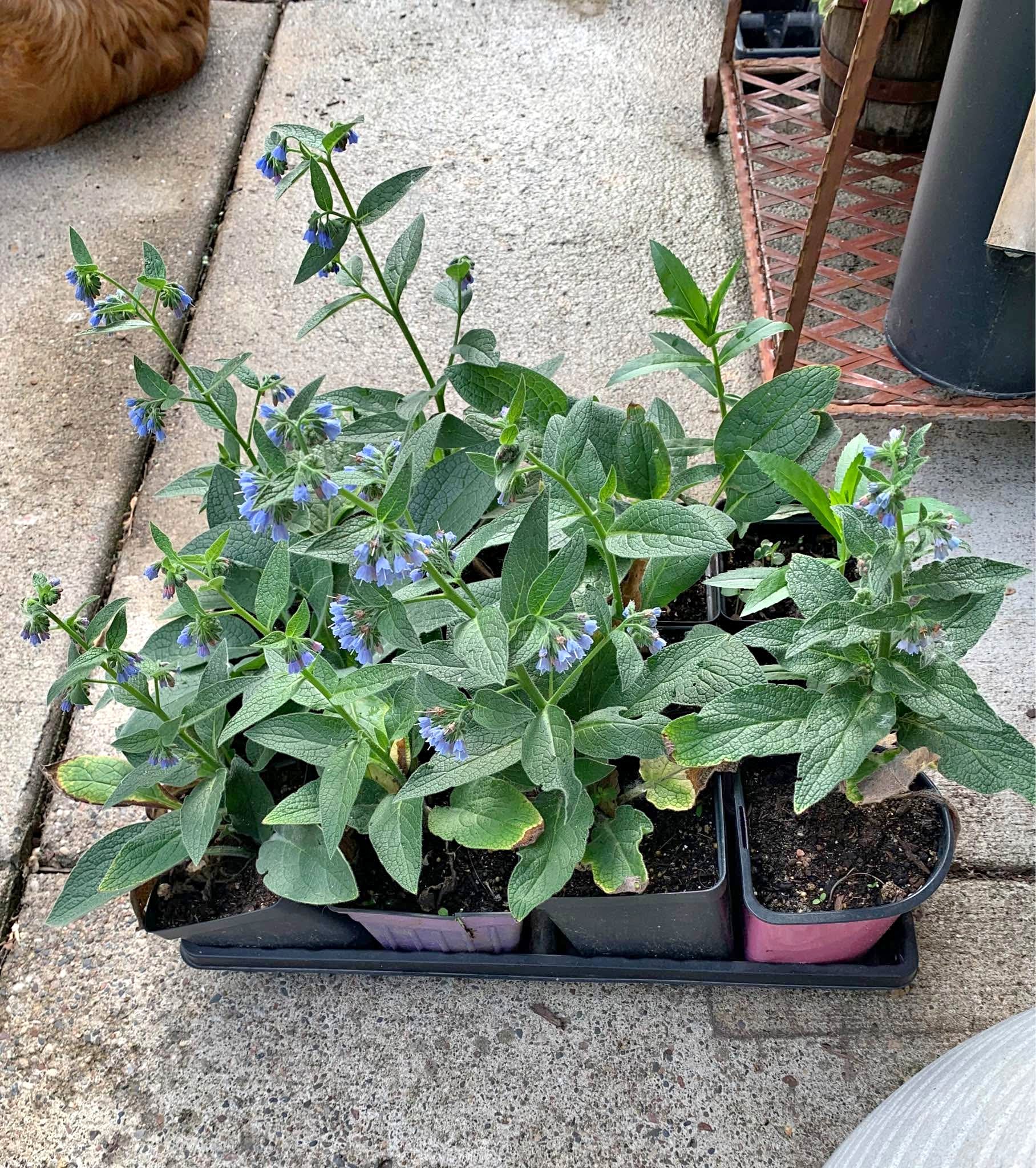 Comfrey 4” pots - perennial plant. *photos from last year. Pick up in ...