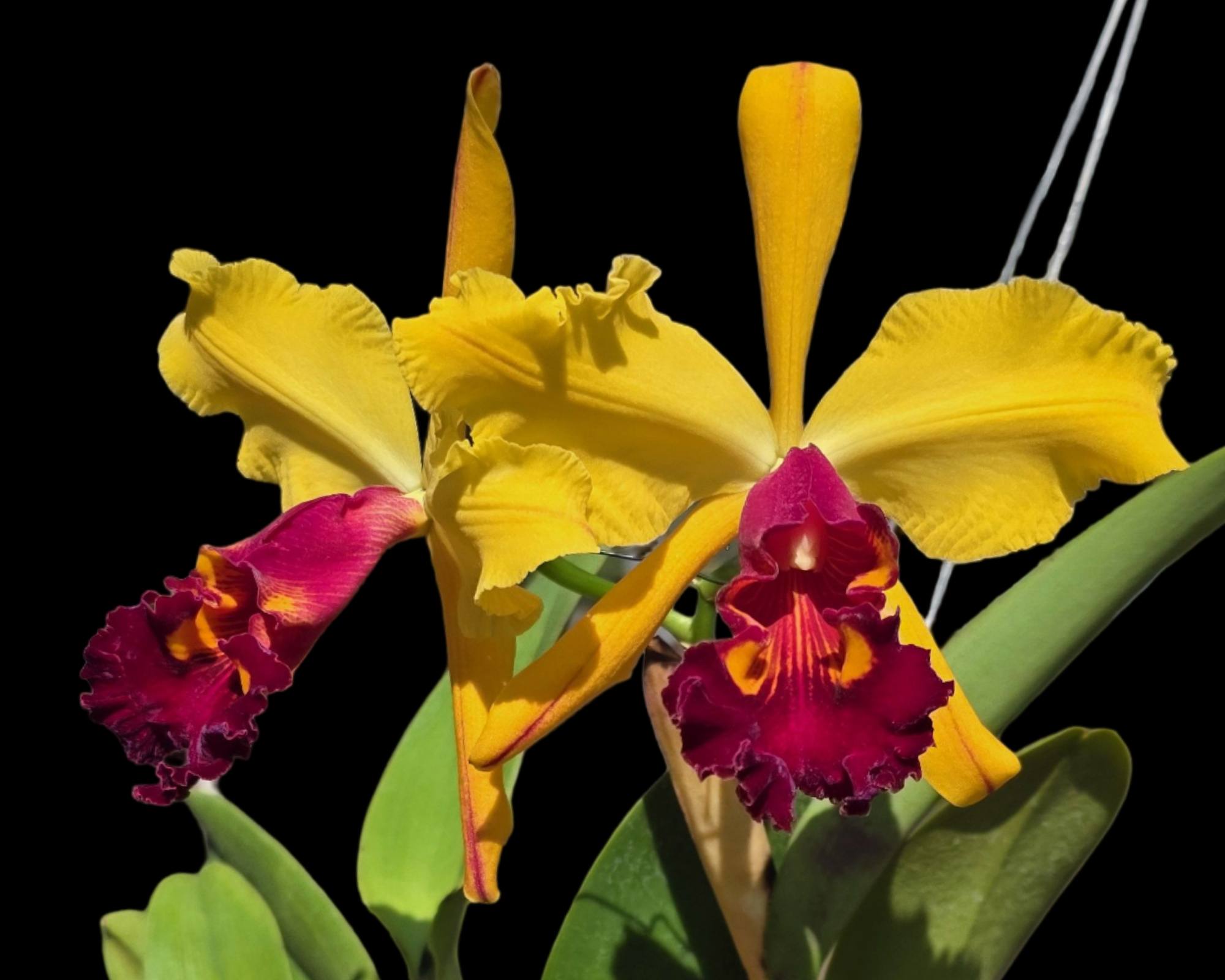 Rlc. Kakemizu Kenichi (Rlc. Toshie Aoki x C. dowiana)