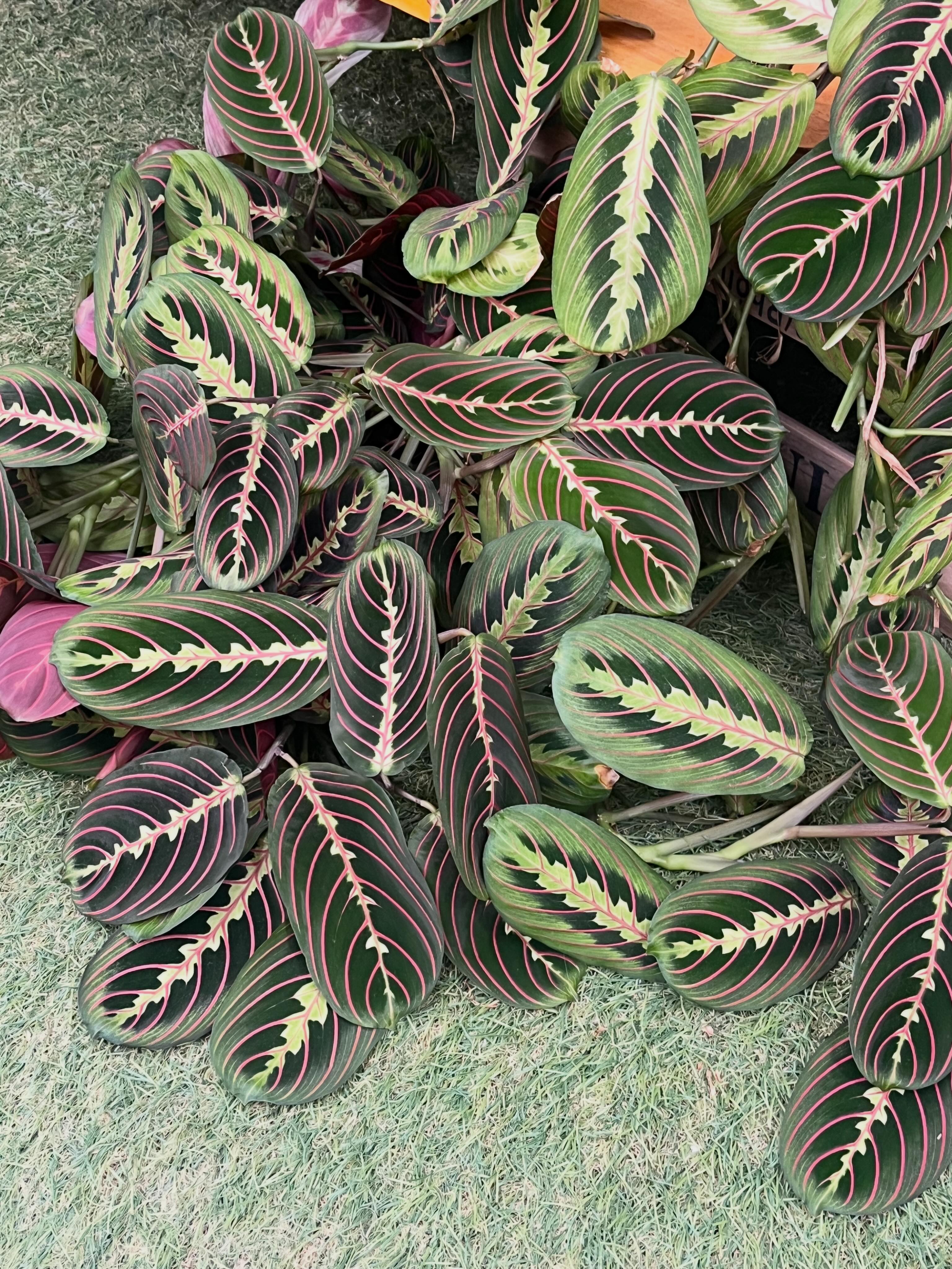 TAKASHIMAEN GARDEN CLUB🌵 N様邸…ユッカ グロリオサ 3ヘッド を使った