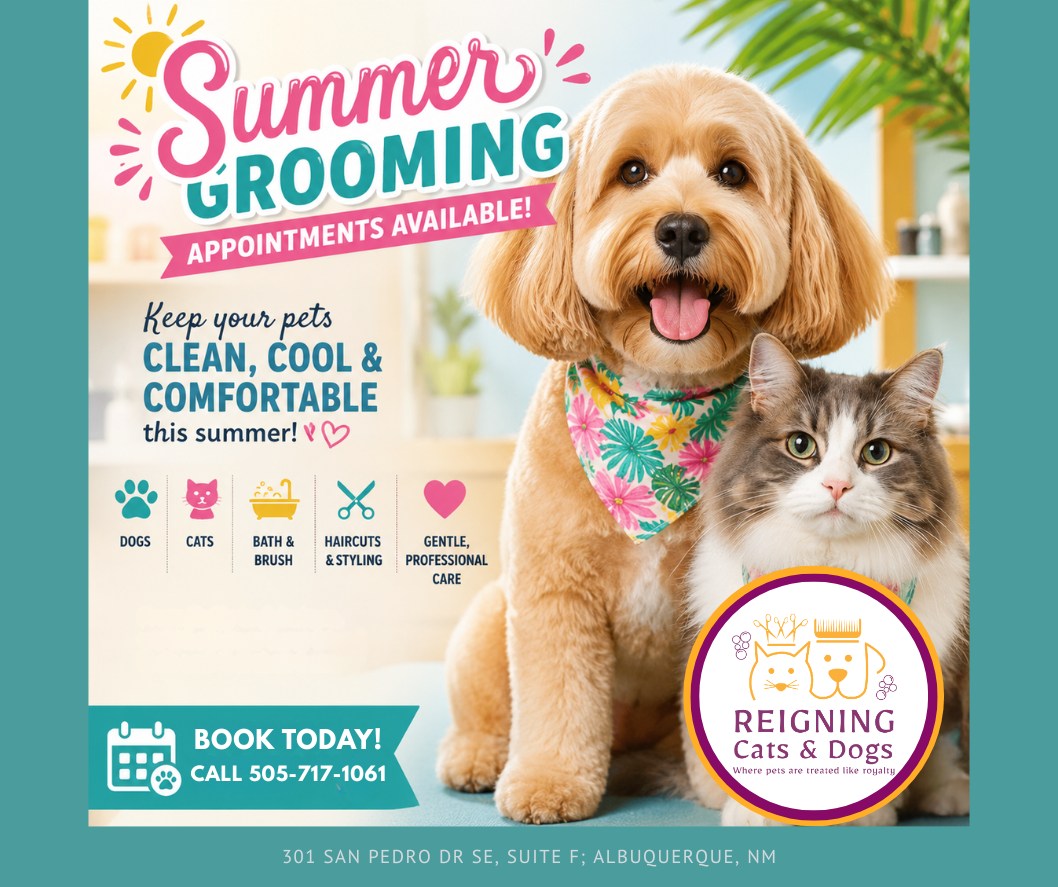 Reigning Cats and Dogs | Albuquerque NM