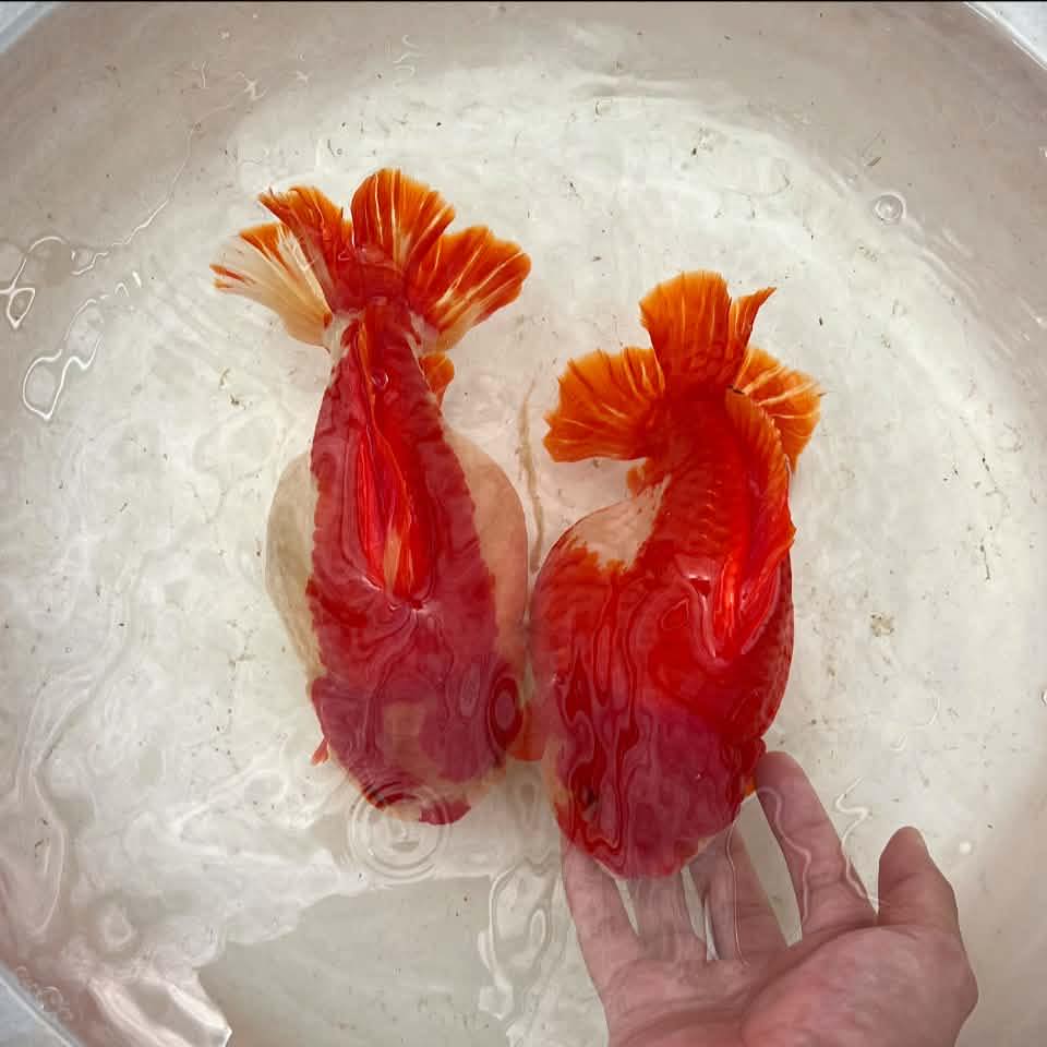 For foreign customers... - Siripoom Goldfish Farm Thailand | Facebook