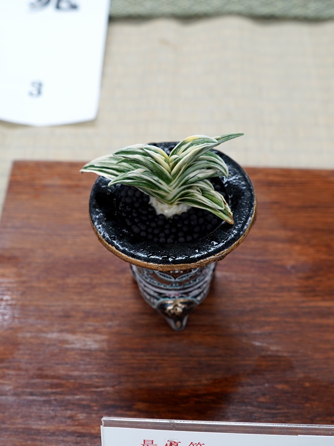 やっぱり四君子だね 万年青（omoto）🌱 Rohdea Japonica Roth 品種名