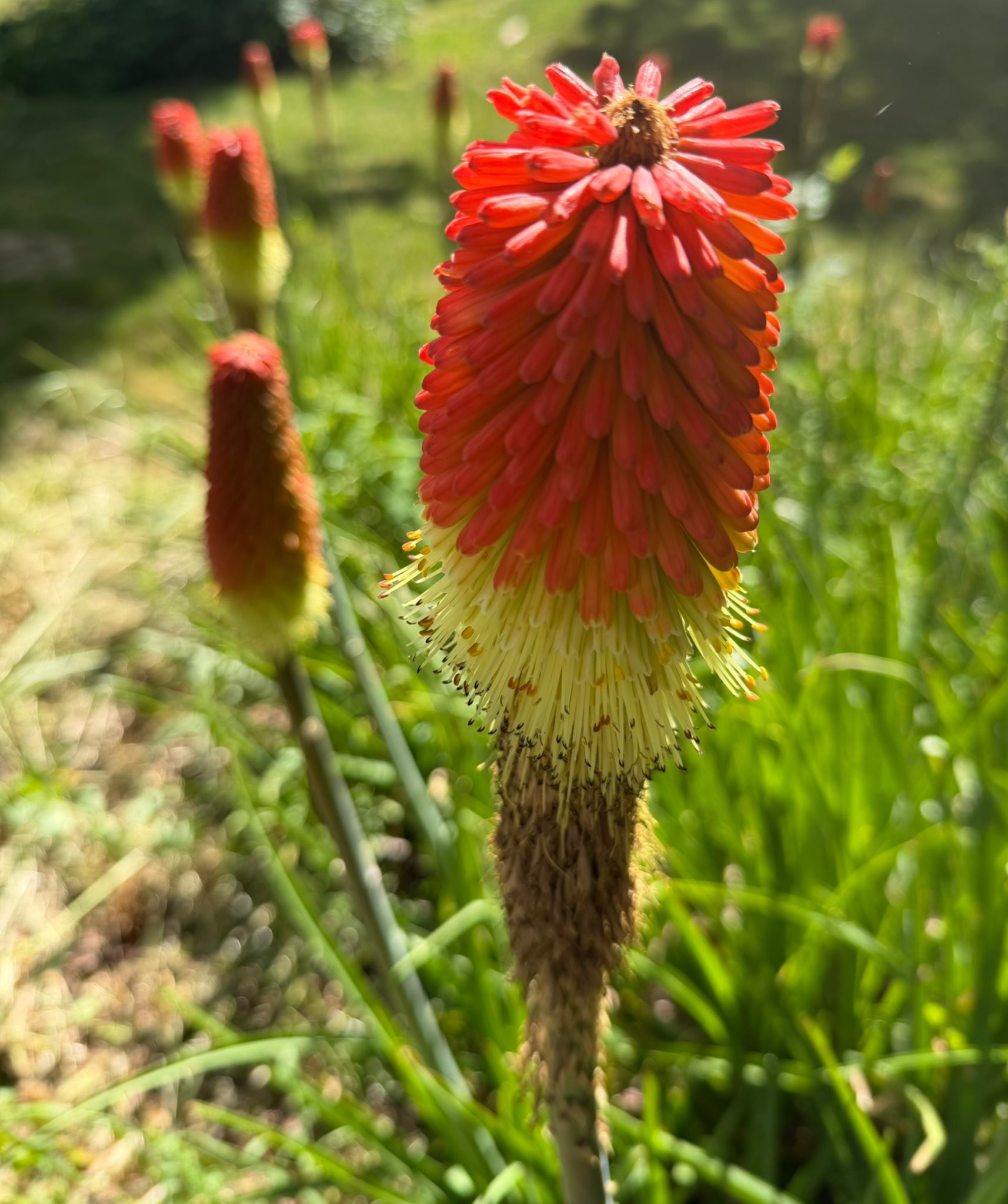 One of my favorite plants here in Oregon! These are called
