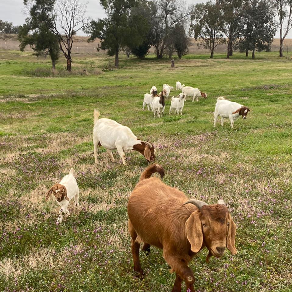 Impala Estate Farm | Tamworth NSW