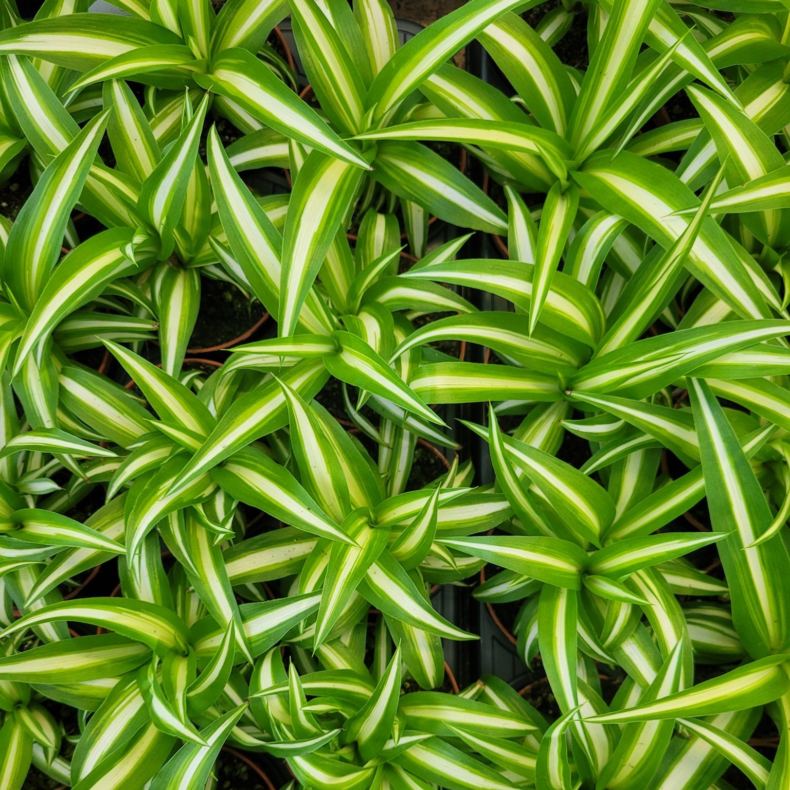 Carbeth Plants | Glasgow