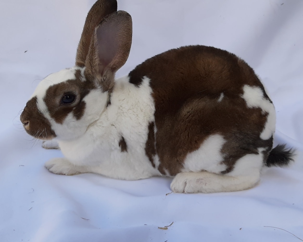 The Rabbit on the Moon | Benoni