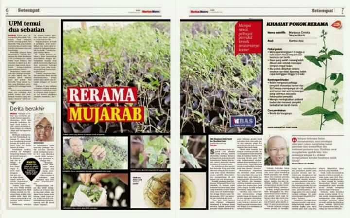 Daun Rerama Herbs added a new photo. - Daun Rerama Herbs