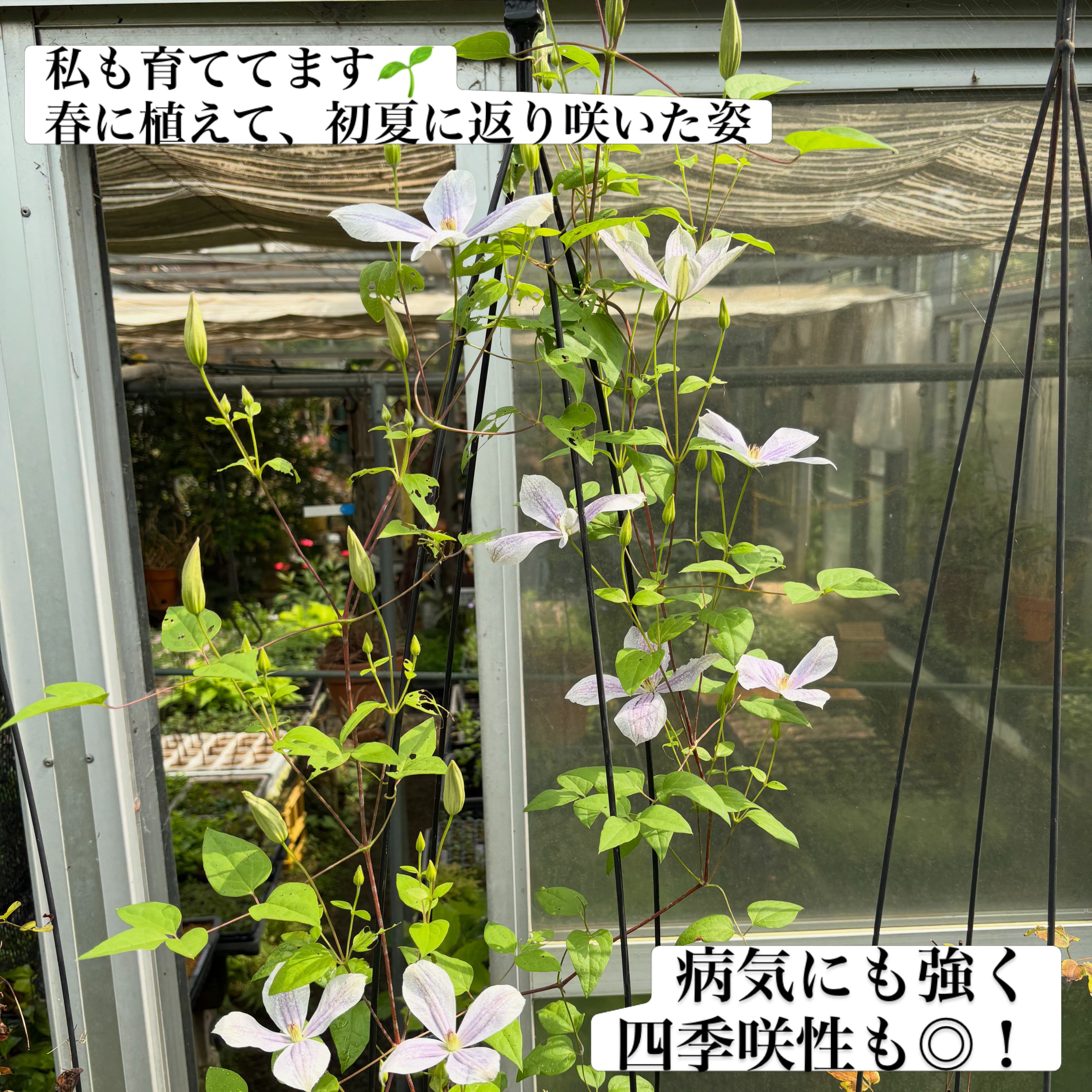 ?media_id=1624902856087855