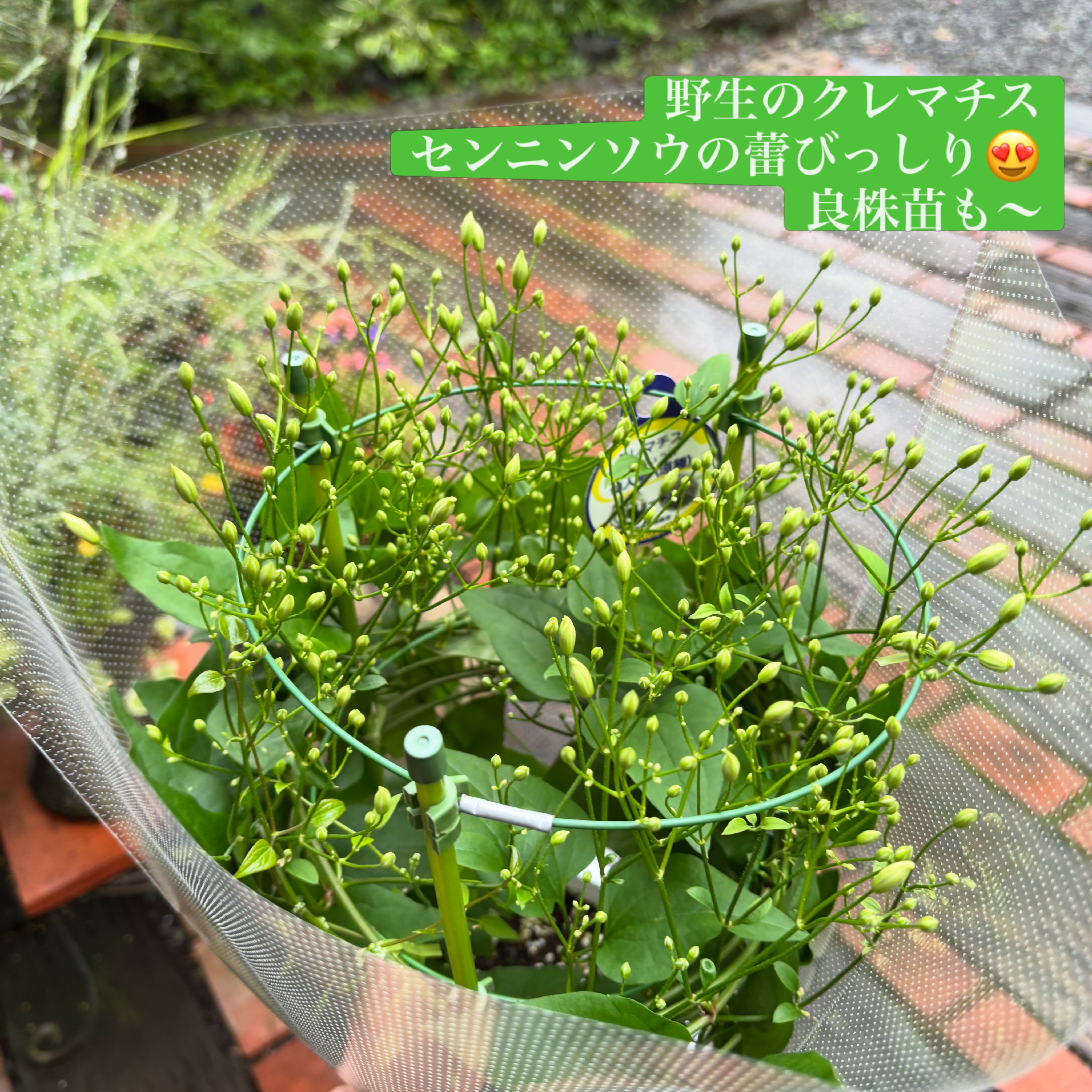 ?media_id=1624902862754521