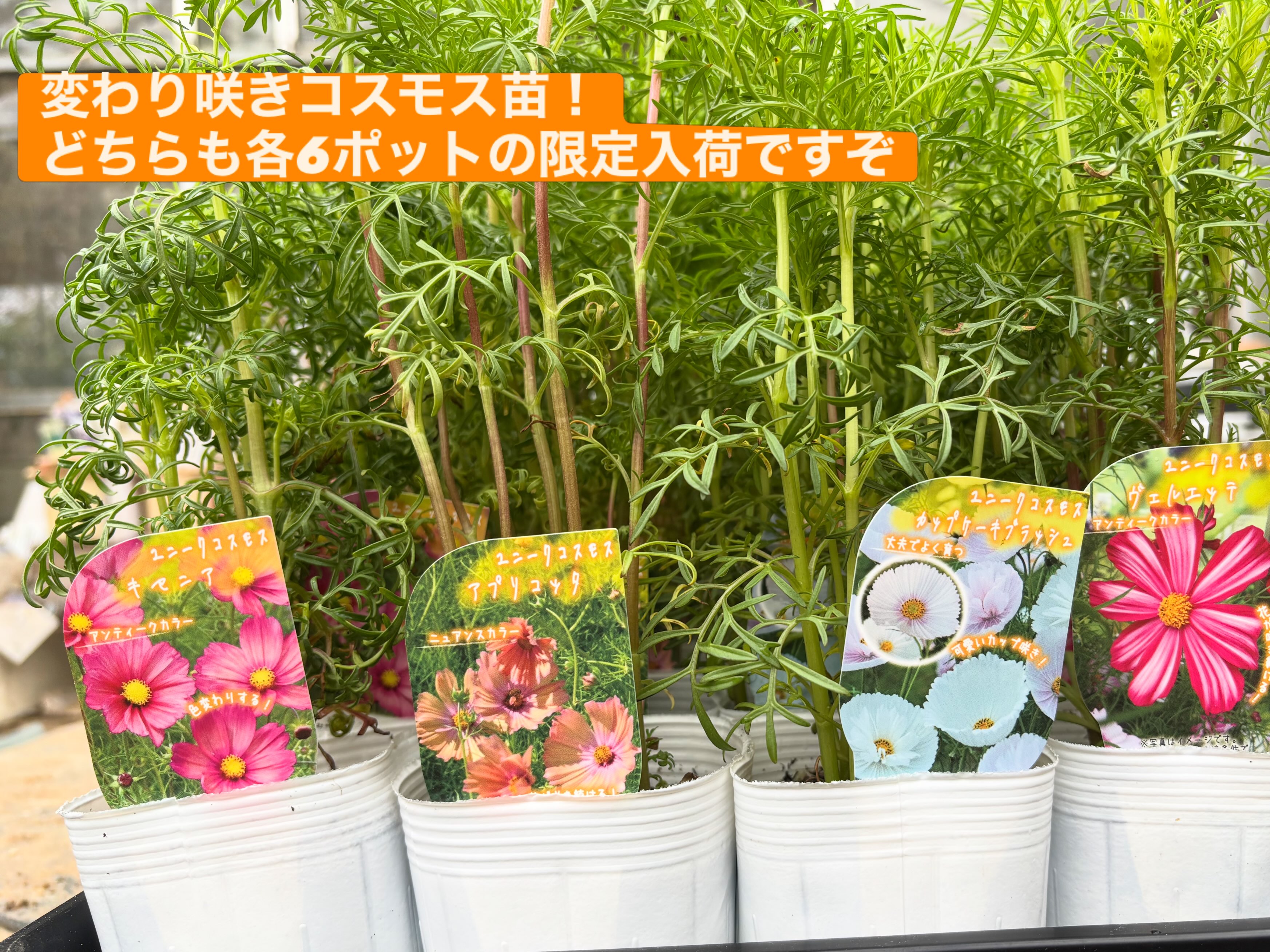 販売時期終わってからもお問合せ頂きますので、改めてご案内