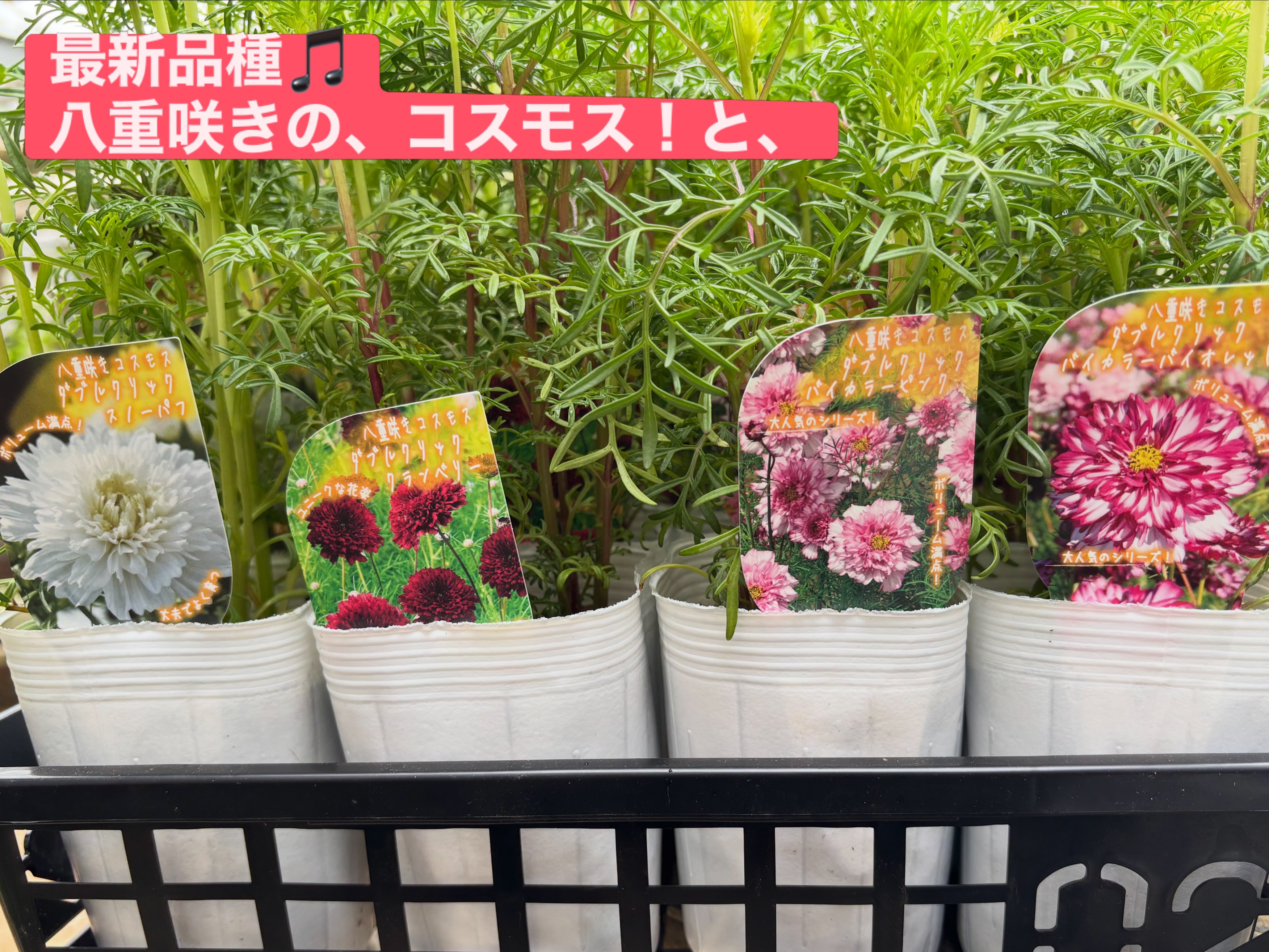 Oomiya.Farm☺︎︎ご依頼品 ?media_id=1624947942750013