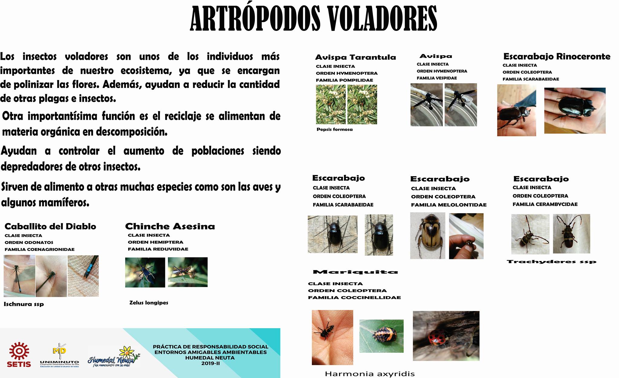 🐞💚🦟 ¿Sabes quiénes son los... - Humedal Neuta Suacha | Facebook