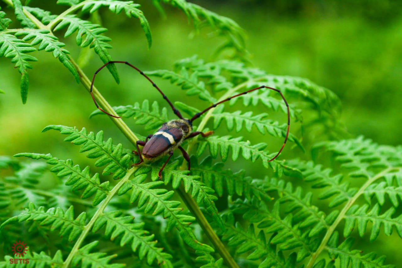 🐞💚🦟 ¿Sabes quiénes son los... - Humedal Neuta Suacha | Facebook