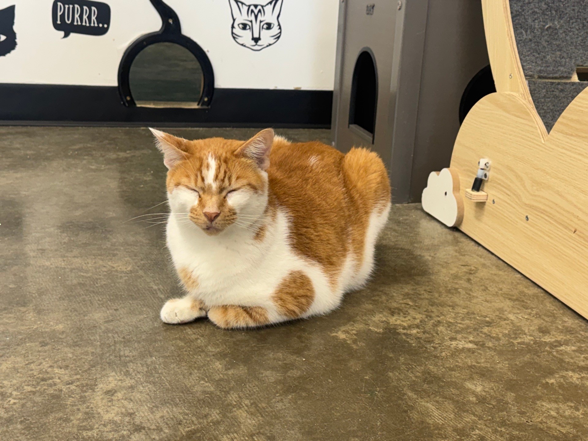 洋楽 Qyiet Cat Central Purrk Cat Cafe | Georgetown KY