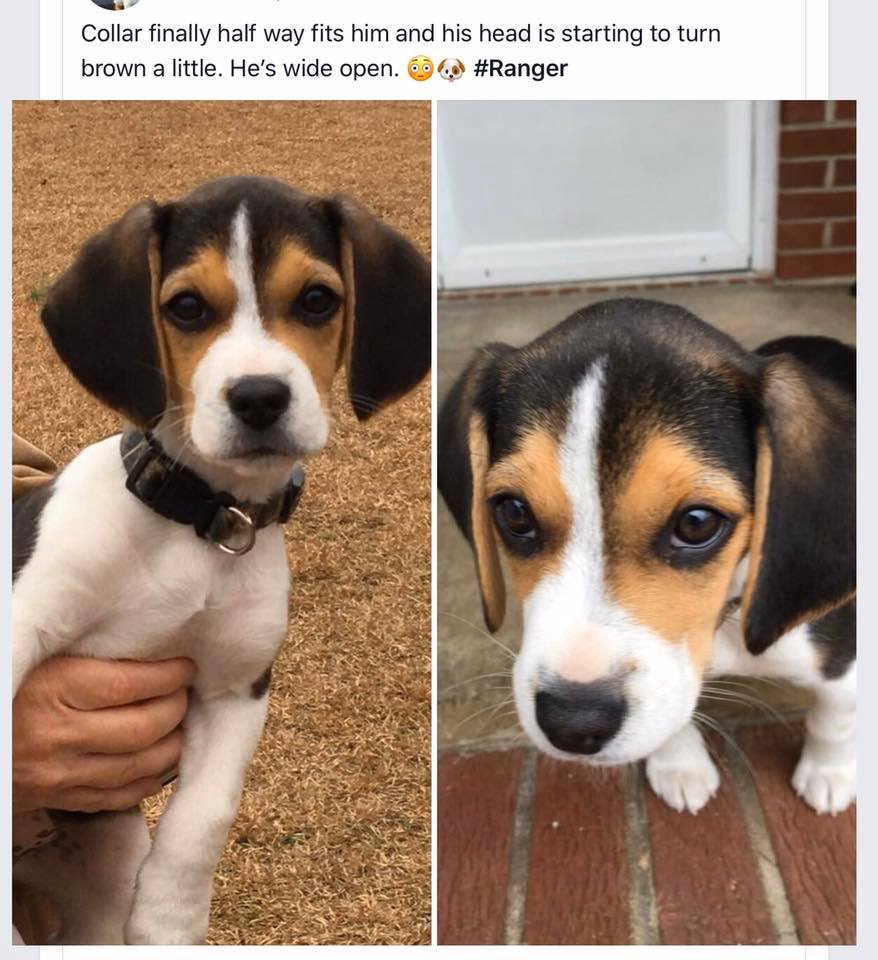 Me on this day last year. I’ve grown... - Ranger the Beagle