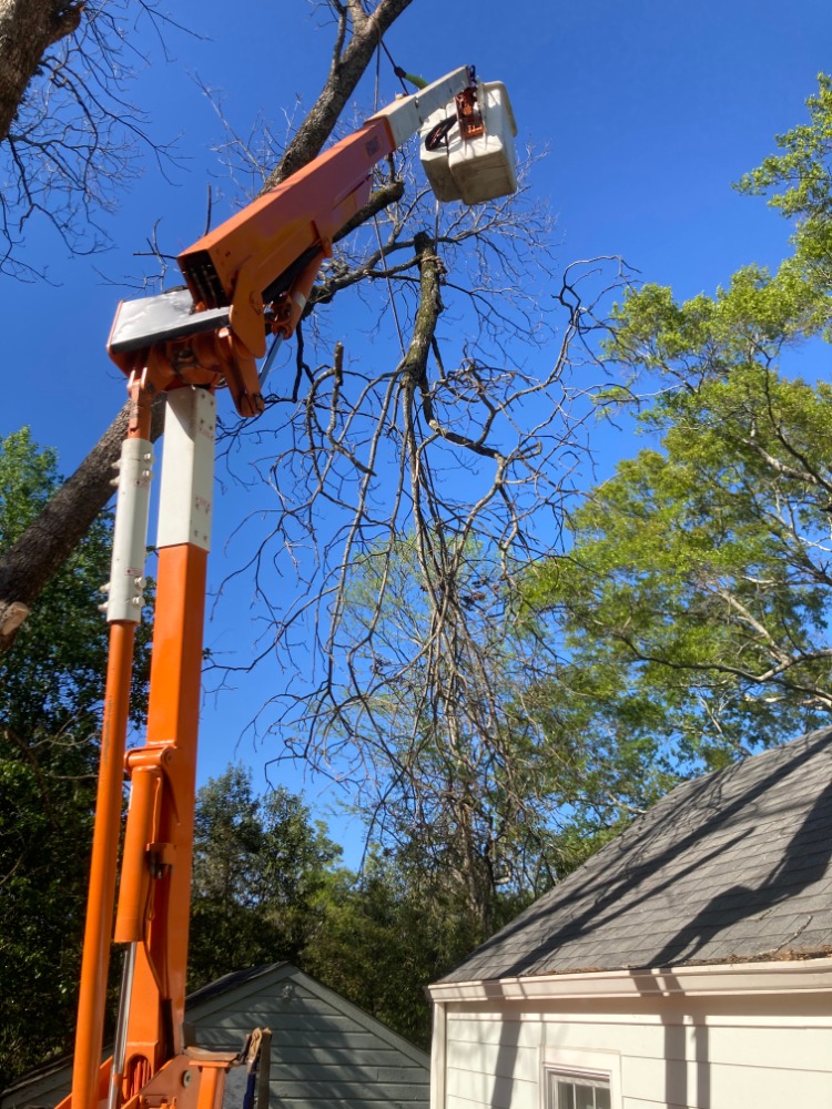 Magnolia Treescaping | Brandon MS