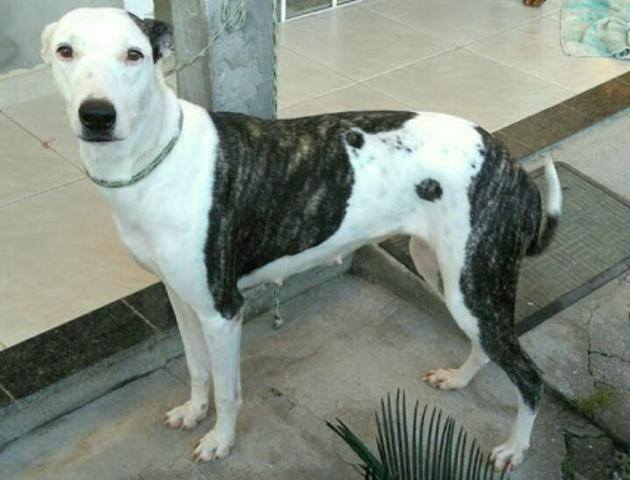 Bandogs Sp Dogal O Cruzamento Entre Raças Diferentes
