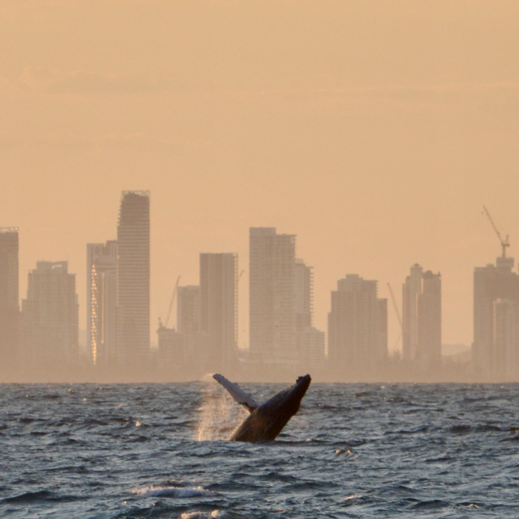 Whale action today off Snapper... - Coolangatta Community | Facebook