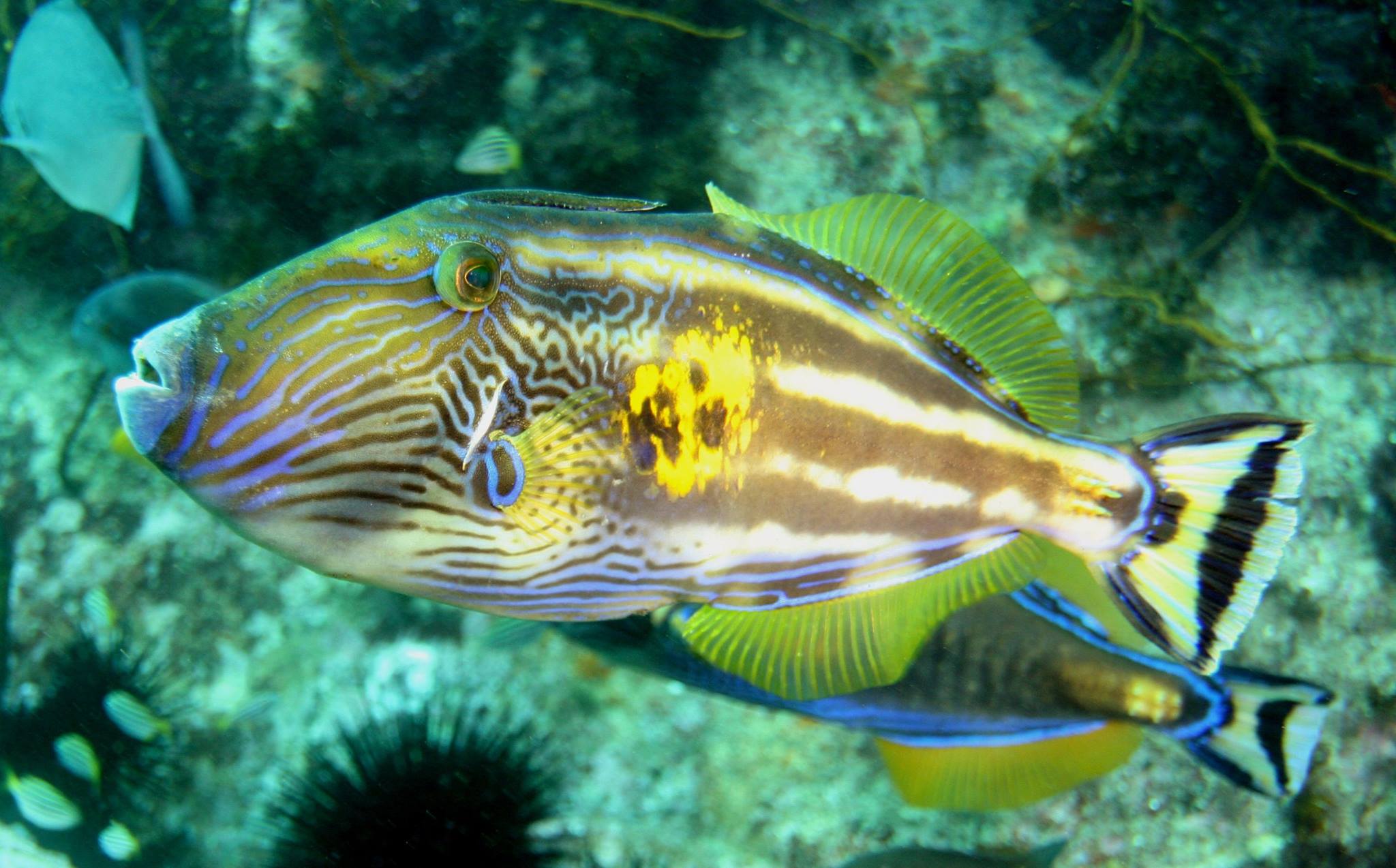 Did you know that... - Victorian Fisheries Authority