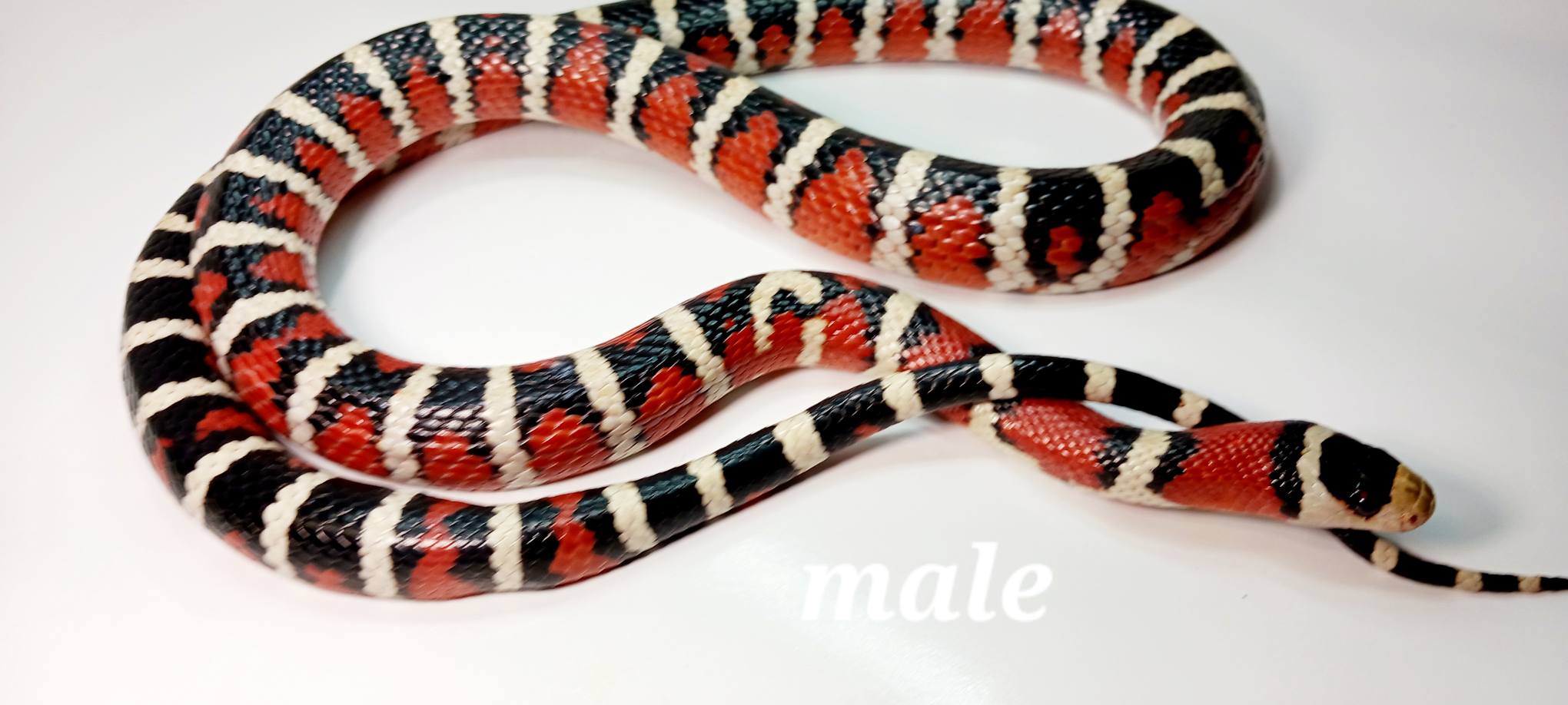 Adams Family Snakes | Chattanooga TN
