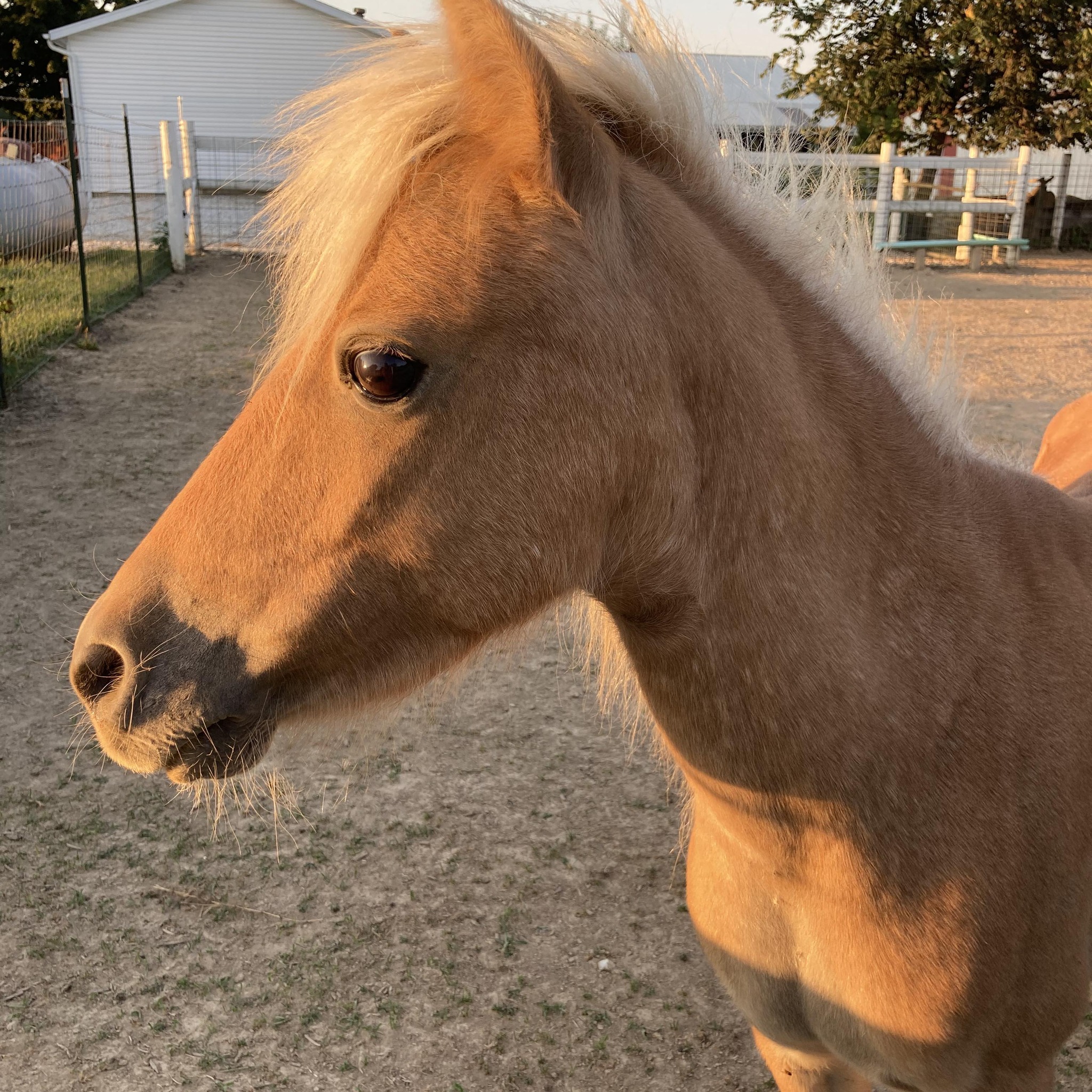 Horse Color Genetics for Dummies | I have a buckskin paint horse that ...