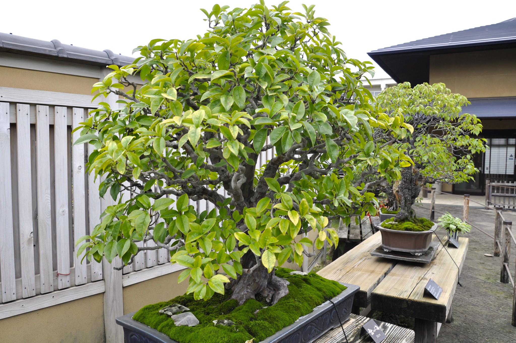 山桜（やまざくら） 推定樹齢400年 Yamazakura Japanese Mountain