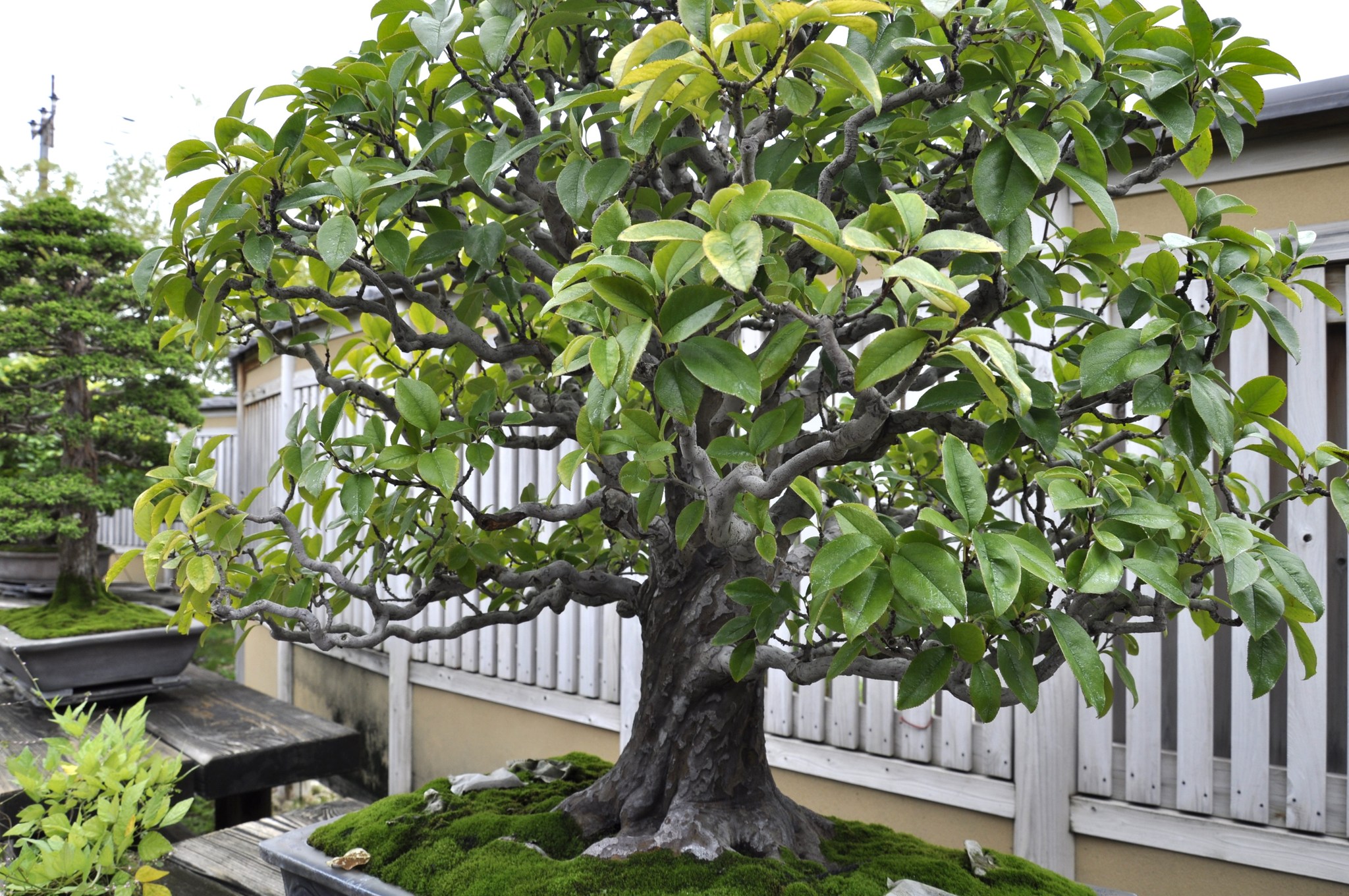 山桜（やまざくら） 推定樹齢400年 Yamazakura Japanese Mountain