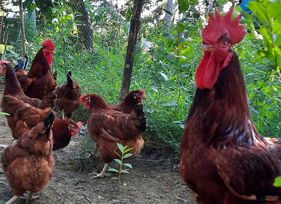 Leyte Rhode Island Red Free Range Chicken | Ptpa | Facebook