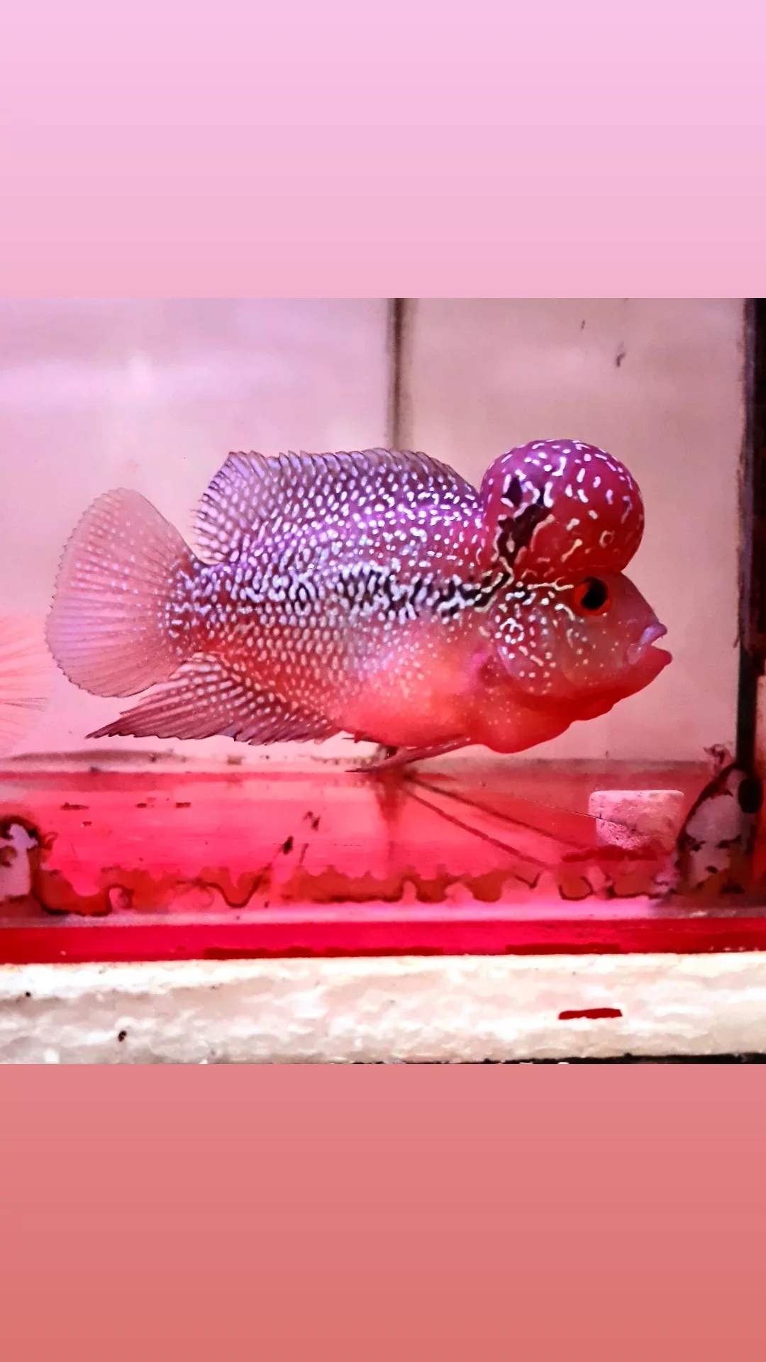 Kaka Aquarium