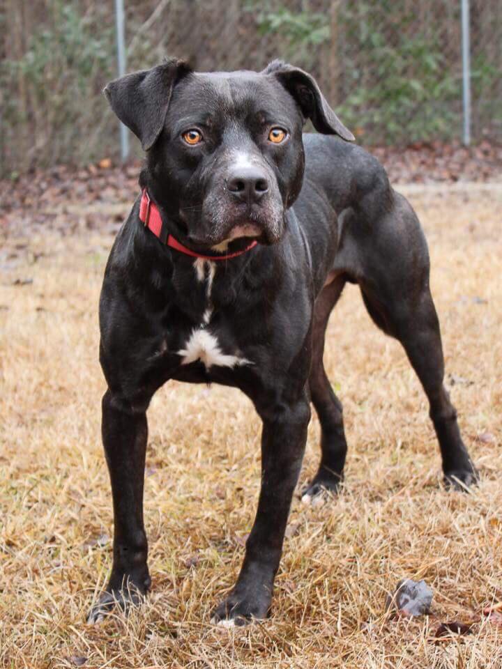 Atlanta Boxer Rescue | Stone Mountain GA