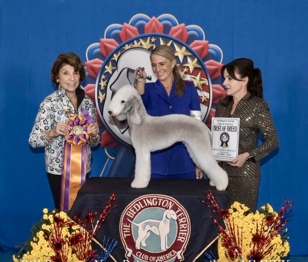 The Canine - Bedlington Terrier Club of America Grand National ...