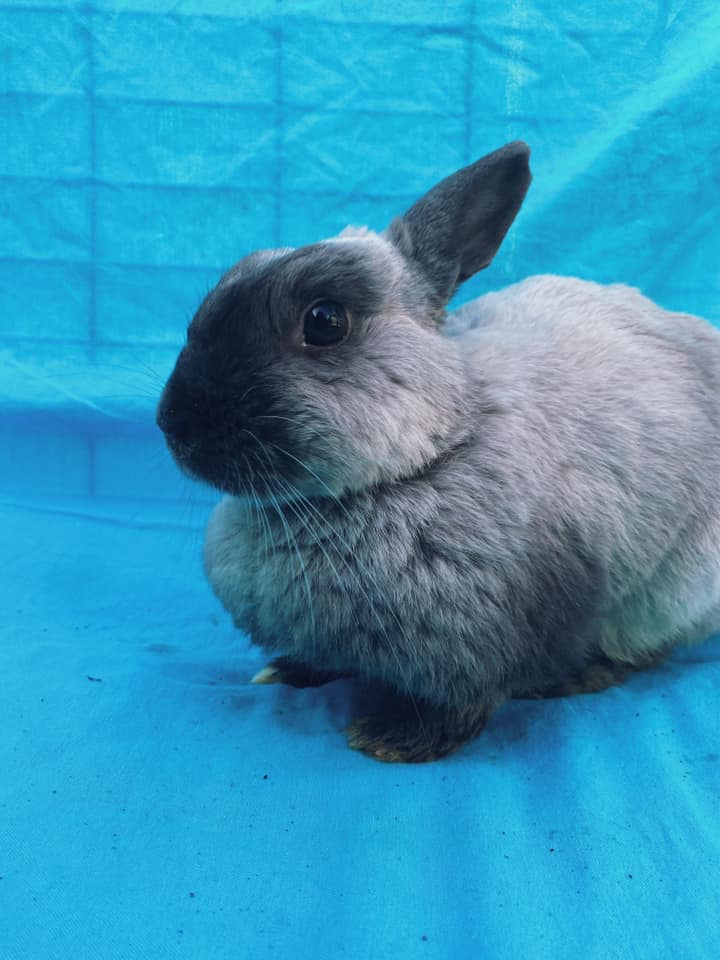 ️ *ADOPTED* ️ Hi! I’m Ash! 🌸... - Noordhoek Bunny Rescue | Facebook