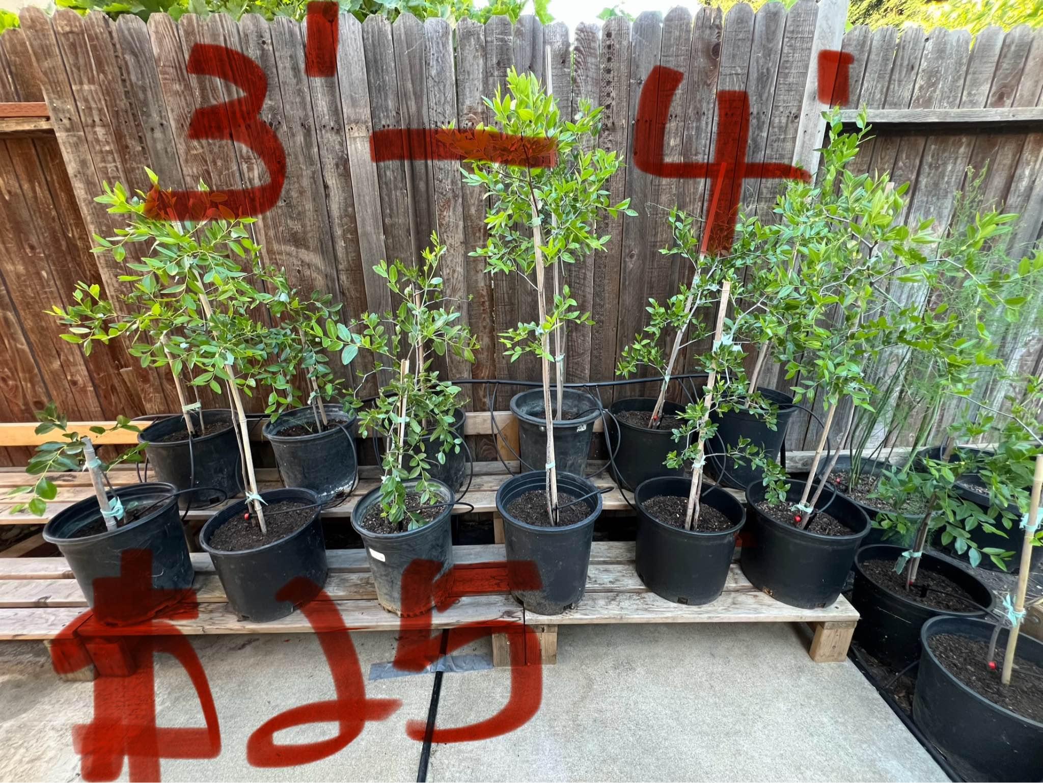 Jujube trees for sale - Plants & Seedlings - Elk Grove, California ...