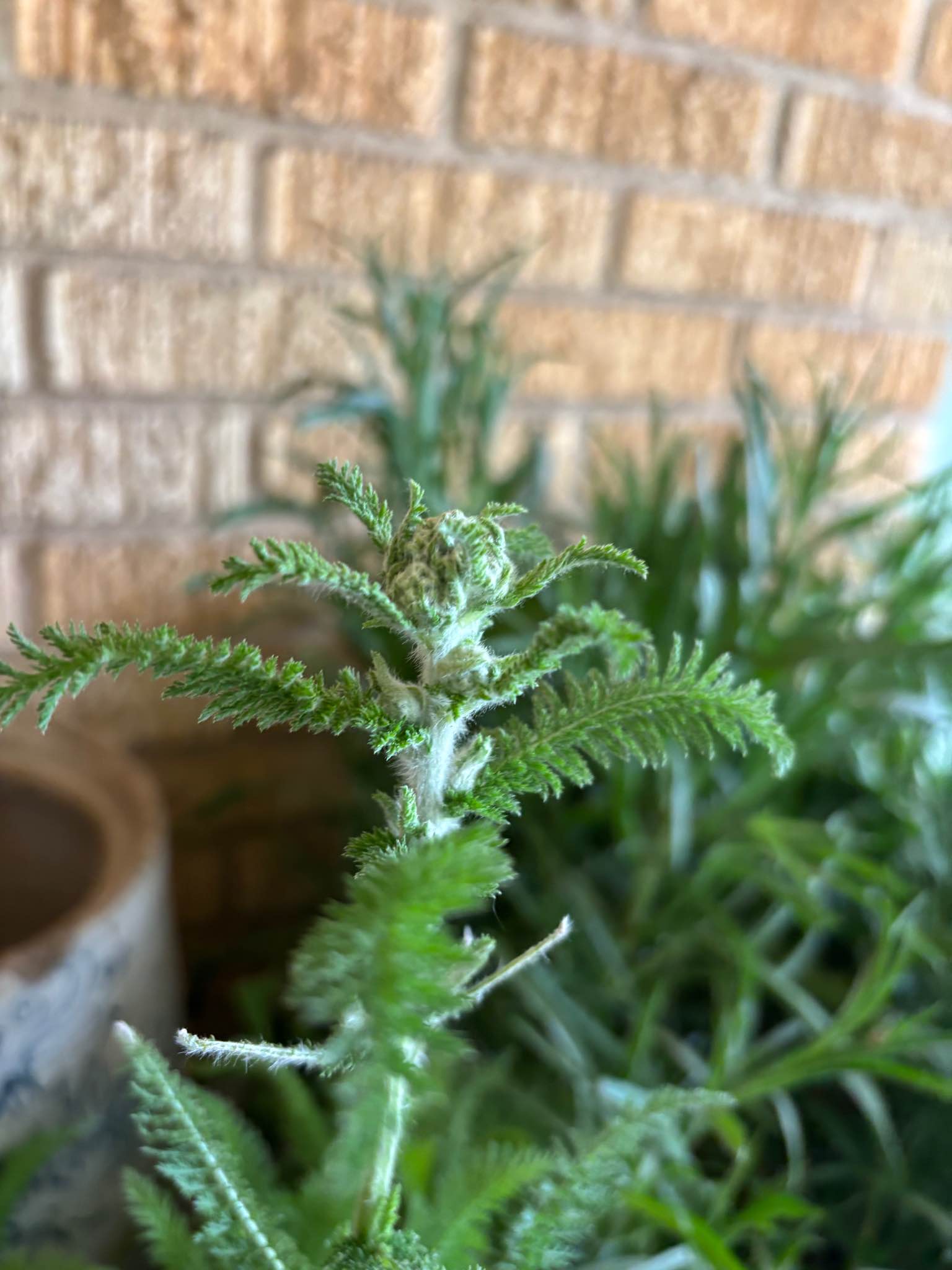 Yarrow & Bachelor Button Plants - Plants & Seedlings - Searcy, Arkansas ...