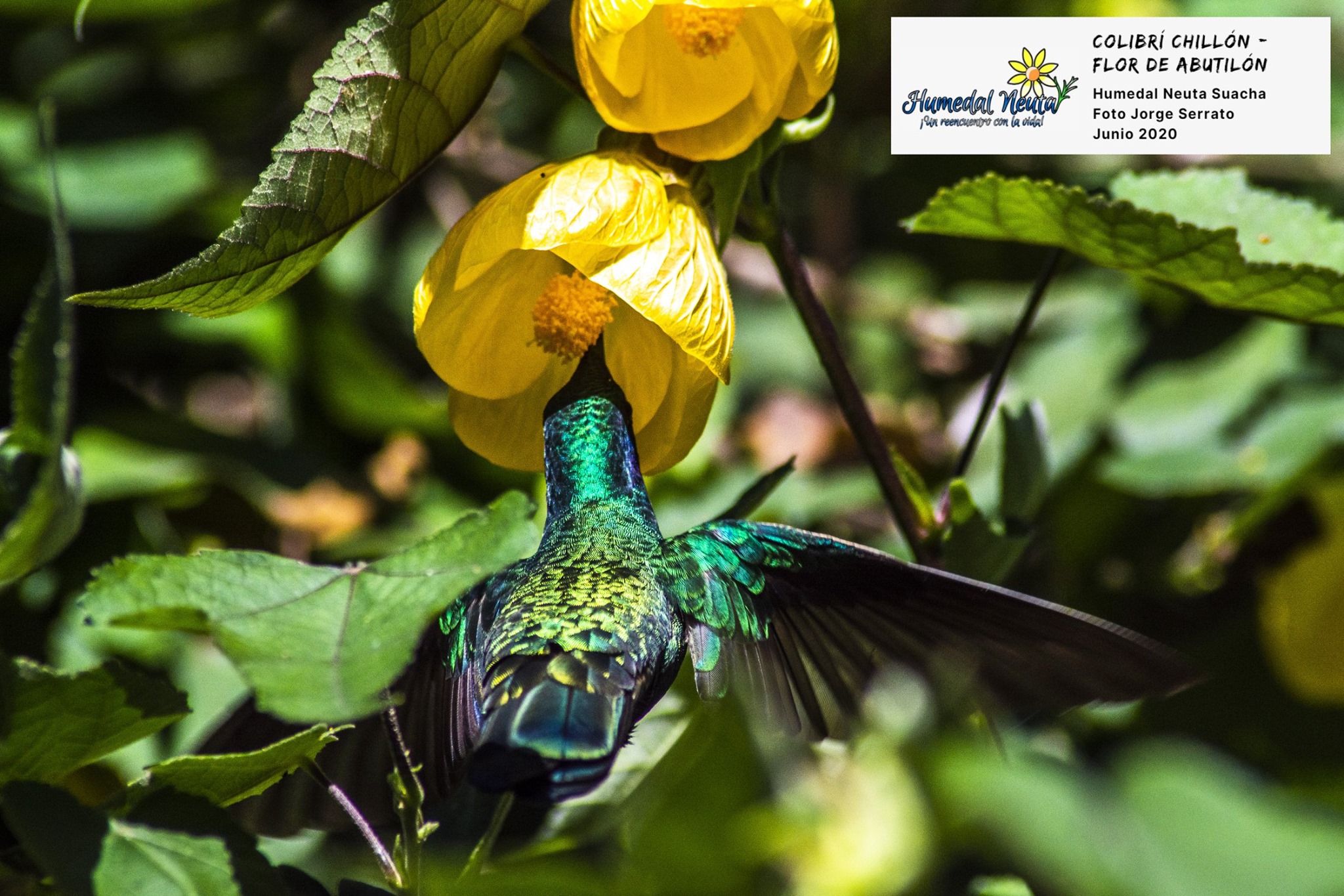 -Hermosa simbiosis- 💚💙💜 Colibrí... - Humedal Neuta Suacha | Facebook
