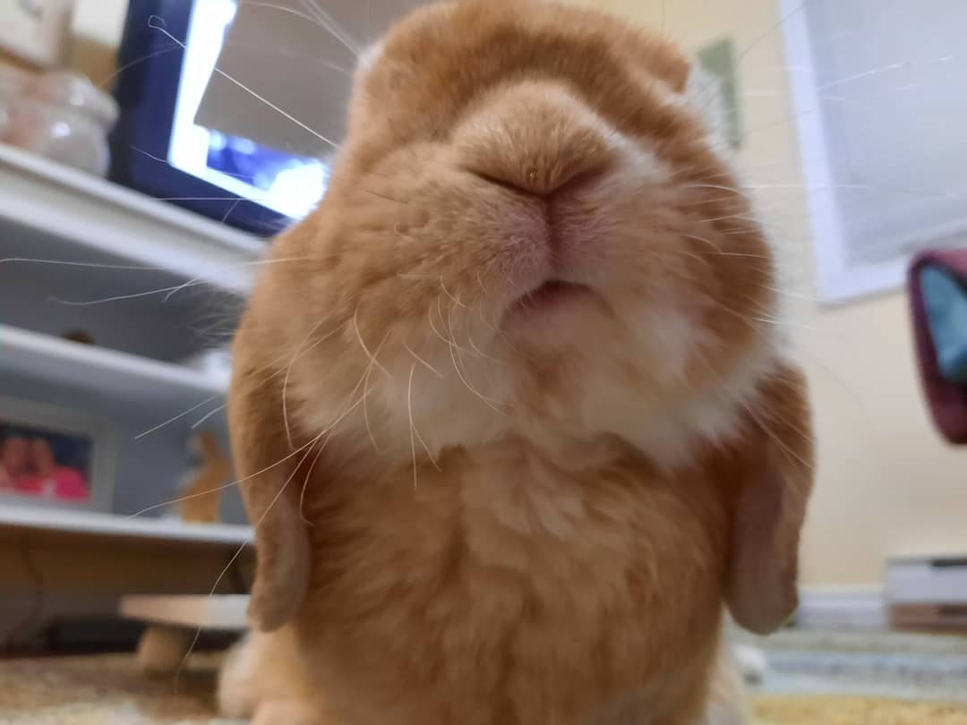 Lips and chub cheeks. 😙 Lola Collected moments Bunnies