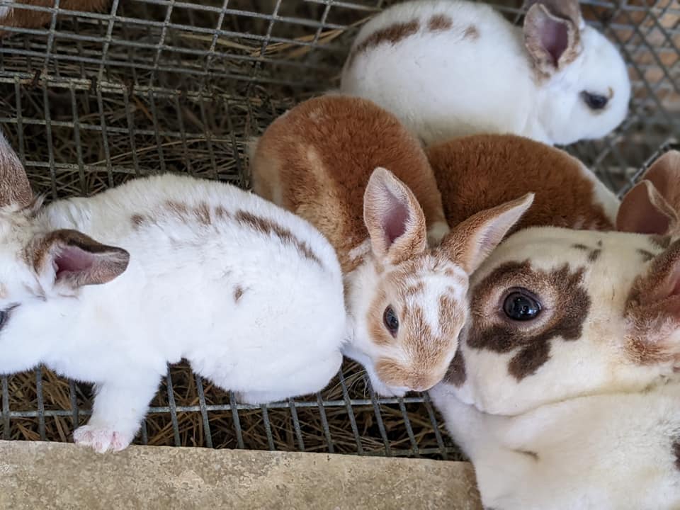 Rumm Rabbitry - 4 Rex kits left! Ready July 9th. Mom is... | Facebook