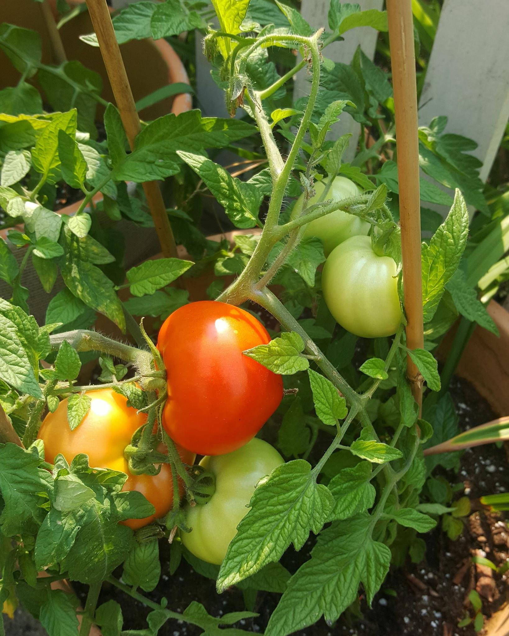 The vegetables in our... - Coquitlam Heritage at Mackin House | Facebook