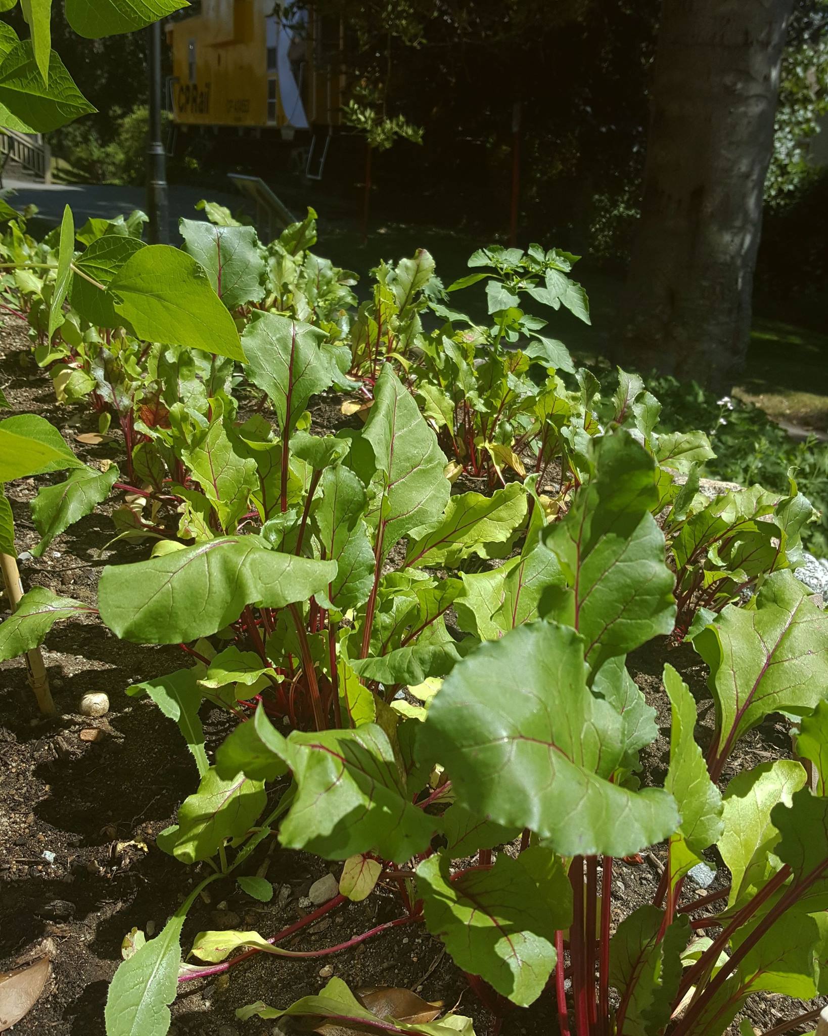 The vegetables in our... - Coquitlam Heritage at Mackin House