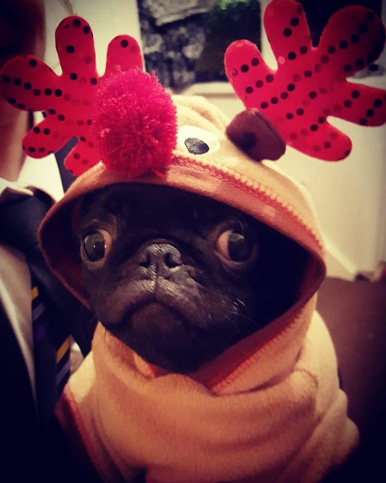 pug christmas dress Puggle dressed in best for dinner Santa claus