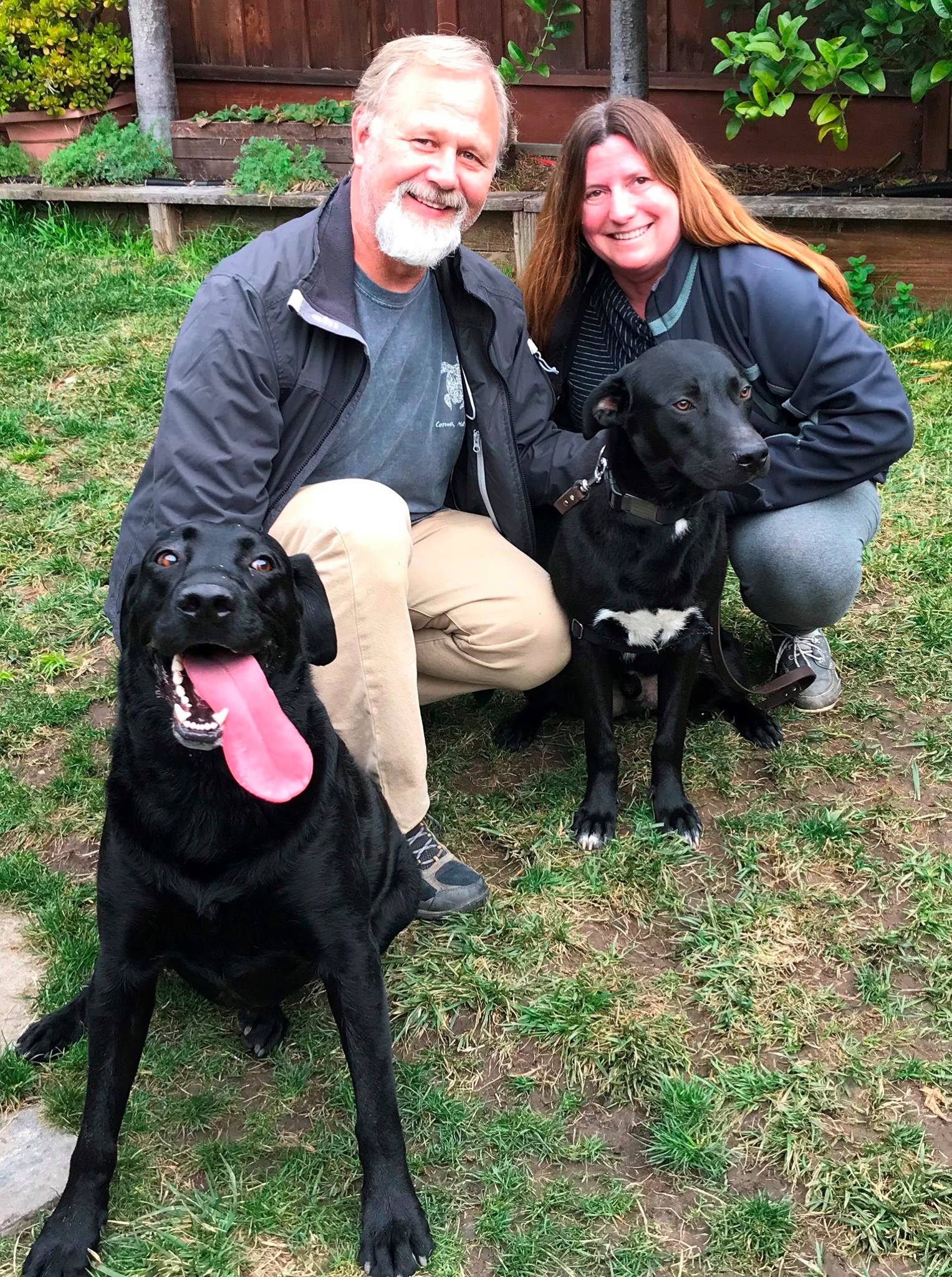 Golden Gate... - Golden Gate Labrador Retriever Rescue
